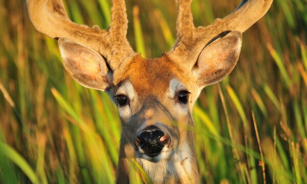 Deer Buck Portrait Wildlife Nature Male Antlers